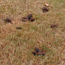 Dog Poop Minefield