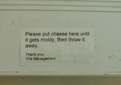 Moldy cheese.